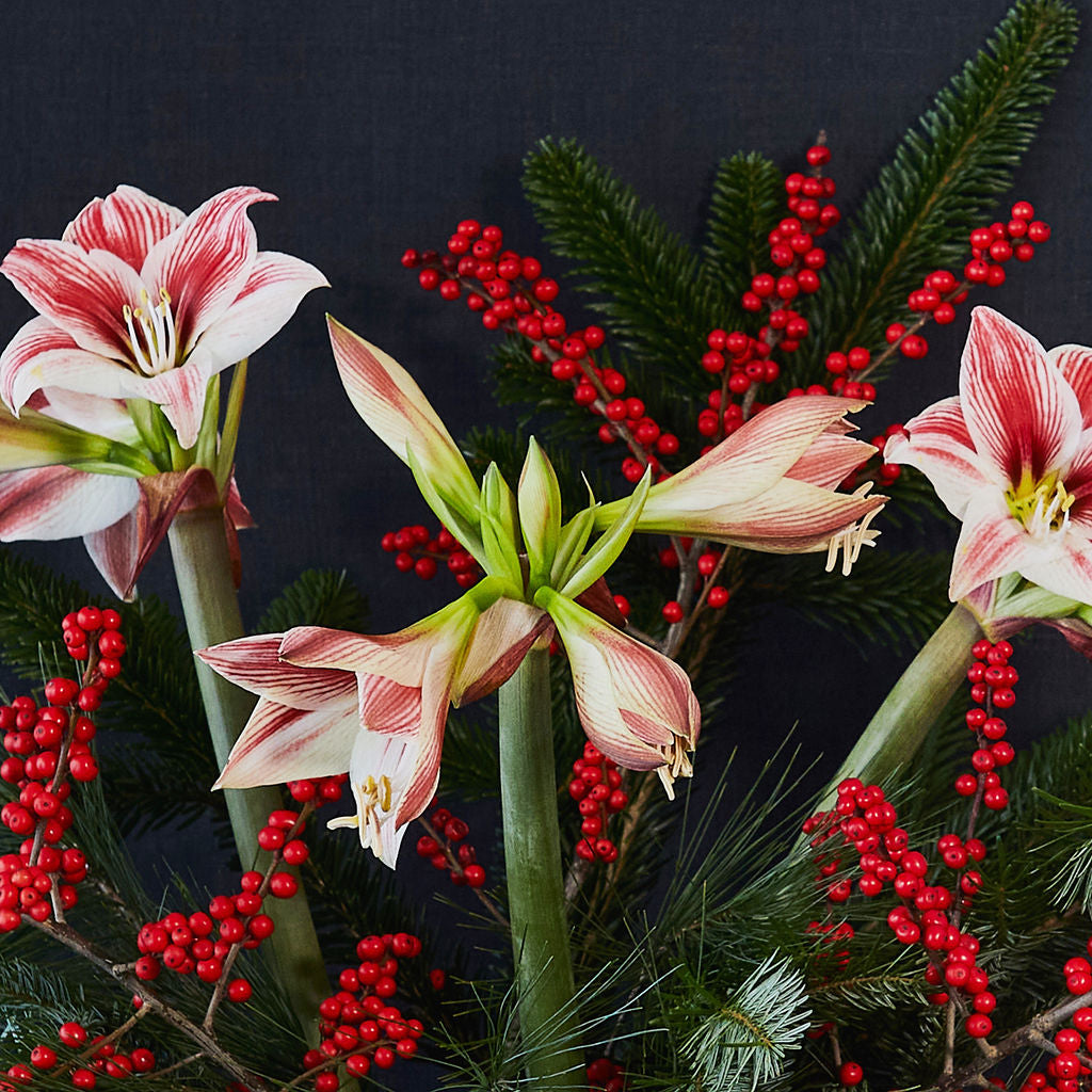 Centro de Amarylis Grande