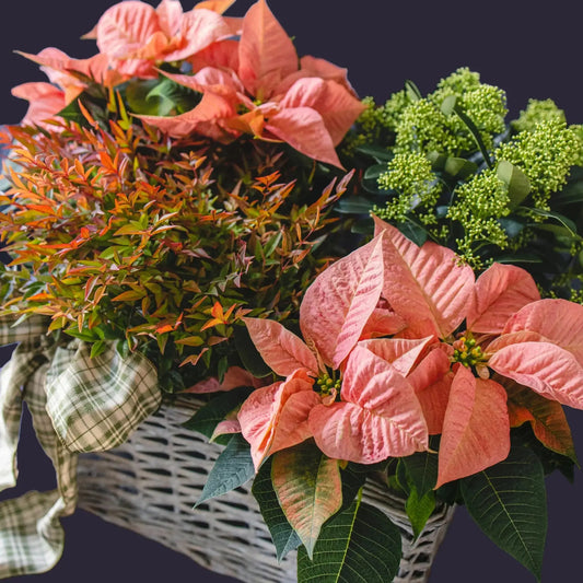 Cesto plantas de invierno naranja--Mossfloristas