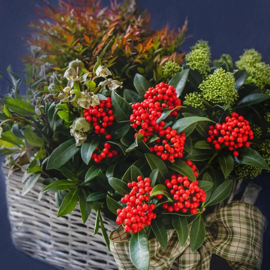 Cesto plantas de invierno rojo--Mossfloristas