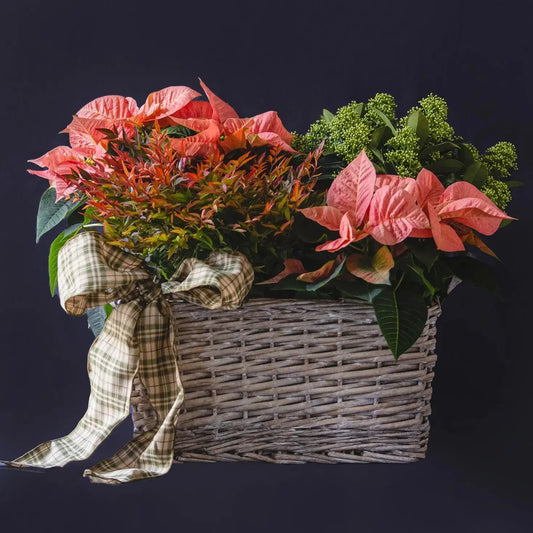 Cesto plantas de invierno naranja--Mossfloristas