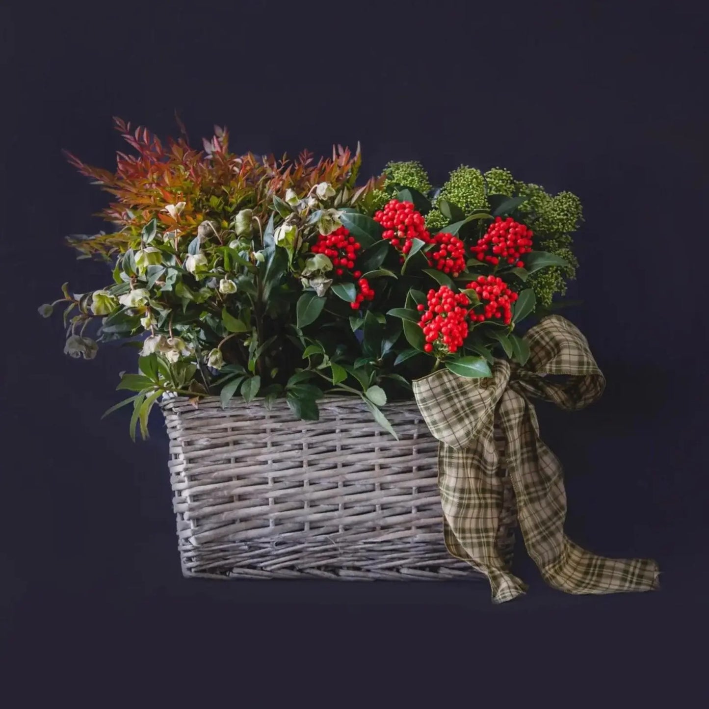 Cesto plantas de invierno rojo--Mossfloristas