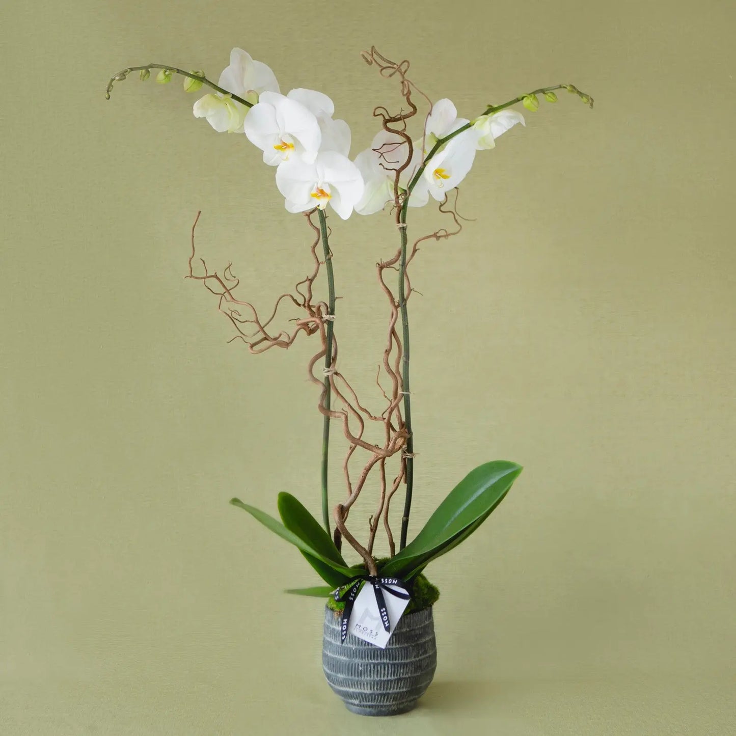 Orquídea Moss--Mossfloristas