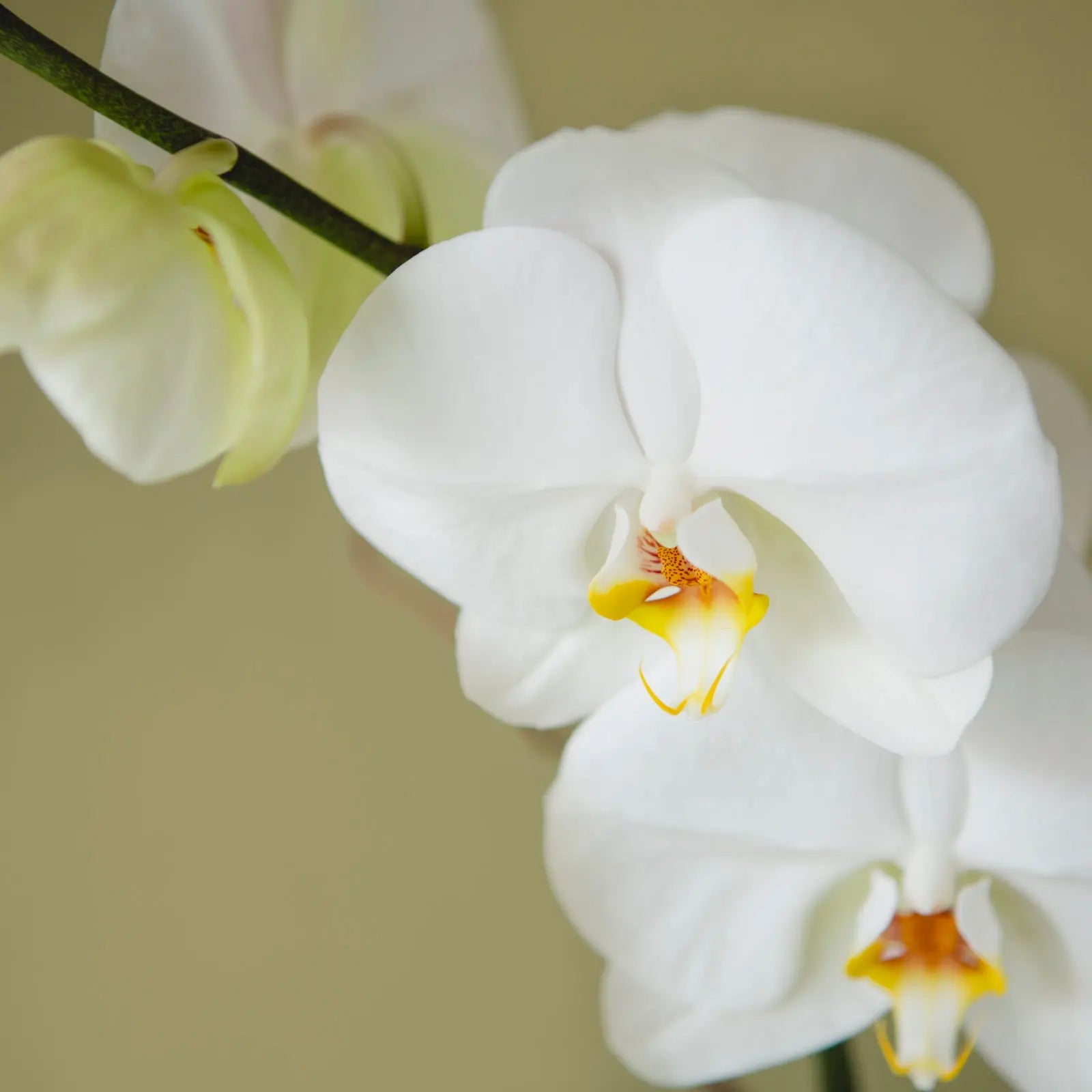 Orquídea Moss--Mossfloristas